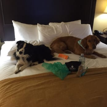 Oxford Suites Redding - My "kids with fur" posing with the items included in their goodie bag! I definitely recommend this place for fellow dog parents! - Hotels Near Me - Redding, California Oxford Suites Redding - My "kids with fur" posing with the items included in their goodie bag! I definitely recommend this place for fellow dog parents! - Hotels Near Me - Redding, California