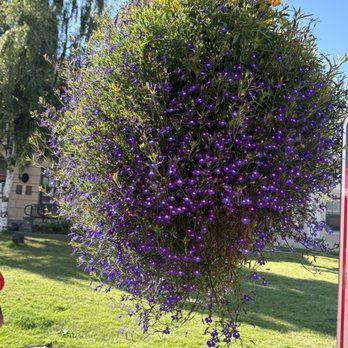 Anchorage Trolley Tours - One of many beautiful flower baskets around Anchorage, Alaska. - Tours Near Me - Anchorage, Alaska