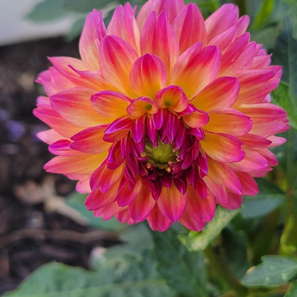 Olde Square Inn - Dahlia in the garden. The Inn is masterfully landscaped. There are beautiful flowers and plants. I'm envious! - Bed & Breakfast Near Me - Mount Joy, Pennsylvania Olde Square Inn - Dahlia in the garden. The Inn is masterfully landscaped. There are beautiful flowers and plants. I'm envious! - Bed & Breakfast Near Me - Mount Joy, Pennsylvania