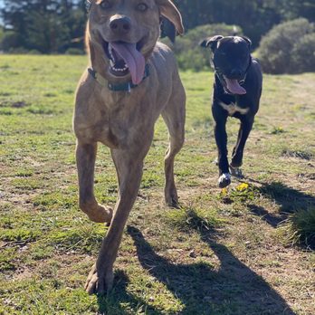 Penny And The Jets - Dog Walkers Near Me Penny And The Jets - Dog Walkers Near Me