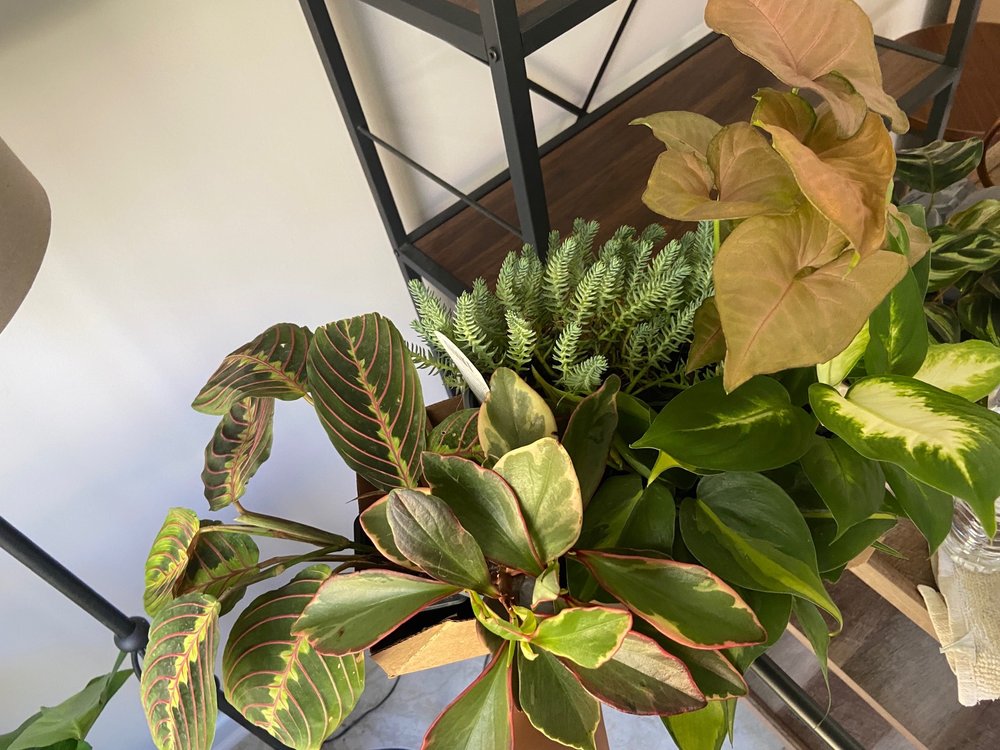 COLLIER’S NURSERY Updated September 2024 34 Photos & 16 Reviews