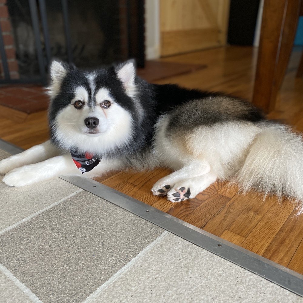 Happy Tails Dog Spa - Dakota all groomed - Pet Groomers Near Me - Torrance, California
