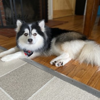 Happy Tails Dog Spa - Dakota all groomed - Pet Groomers Near Me - Torrance, California