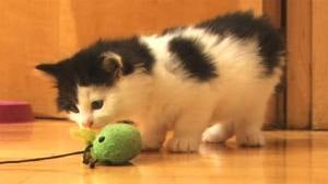 Battersea Dogs and Cats Home by null