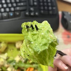 Salata - Bug