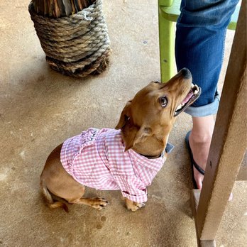 Mamahune's - A guest's dog running around looking for a snack - Tiki Bars Near Me - Kapaa, Hawaii