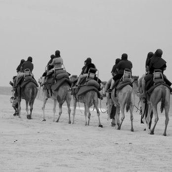 Cabo Adventures - camel ride on the beach continues - Outback & Camel Safari - Boat Tours Near Me - Cabo San Lucas, BCS