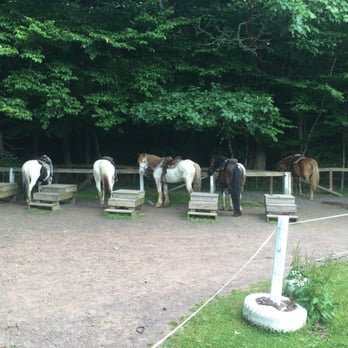 Deer Path Riding Stable - Horses after a ride - Horseback Riding Near Me - White Haven, Pennsylvania Deer Path Riding Stable - Horses after a ride - Horseback Riding Near Me - White Haven, Pennsylvania
