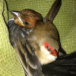 Rescued Brazilian Cardinal and Finch
