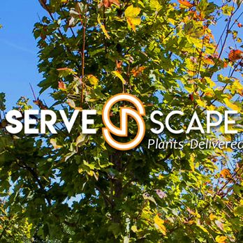 ServeScape - Trees, shrubs, grasses, perennials, and flowers delivered to your door - Nurseries & Gardening Near Me - Atlanta, Georgia ServeScape - Trees, shrubs, grasses, perennials, and flowers delivered to your door - Nurseries & Gardening Near Me - Atlanta, Georgia