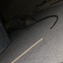 Photo of Bellas Exterminator