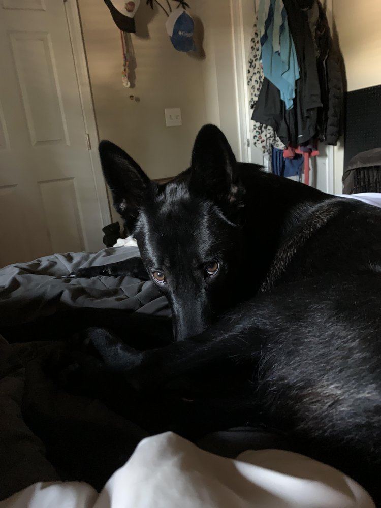 MOUNTAIN VIEW ANIMAL HOSPITAL Updated September 2024 865 SW 17th St