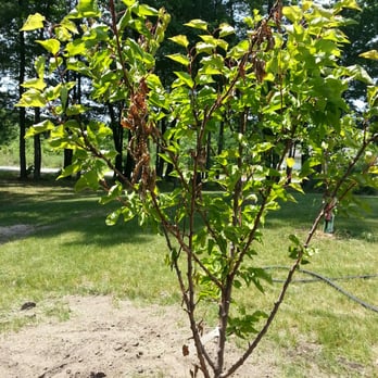 Ty Ty Nursery - My Blue Damson Plum tree - Nurseries & Gardening Near Me - Ty Ty, Georgia Ty Ty Nursery - My Blue Damson Plum tree - Nurseries & Gardening Near Me - Ty Ty, Georgia