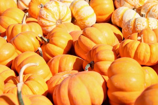 Goebbert's Pumpkin Farm