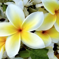 Pacific Paradise Acupuncture