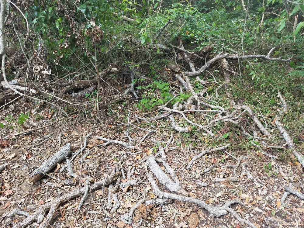 Slide of SCE Landscaping/Tree Service