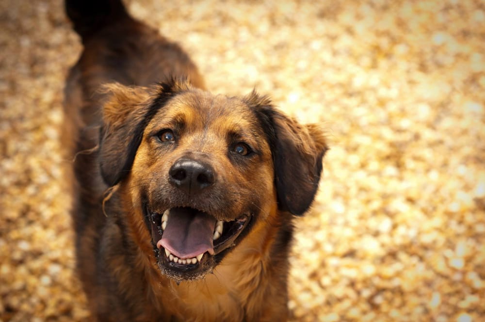 THE FAYETTEVILLE PET RESORT Updated September 2024 18 Photos & 21