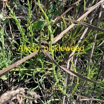 Alviso Marina County Park - Pickleweed that grows in marsh land - Parks Near Me - Alviso, California
