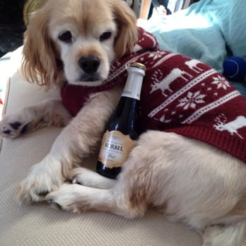 The Nautical Dog - Sam having a little too much fun in his Christmas sweater from ND - Pet Stores Near Me - Williamsburg, Virginia The Nautical Dog - Sam having a little too much fun in his Christmas sweater from ND - Pet Stores Near Me - Williamsburg, Virginia