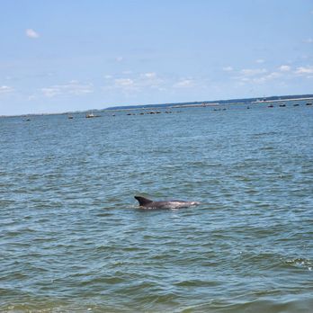 Captain Derek's Dolphin Adventure - Tours Near Me - Tybee Island, Georgia