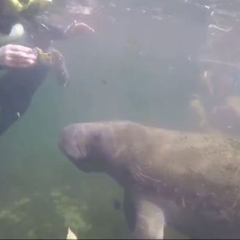 Fun 2 Dive Manatee Tours - Snorkeling Near Me - Crystal River, Florida