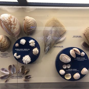 The Bailey-Matthews Shell Museum - Fun way to identify all the shells you find on the beach - Museums Near Me - Sanibel, Florida