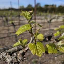 A Drive for Wine