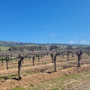 La Vie Dansante Wines - Wineries Near Me - Gilroy, California