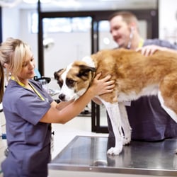 Carrington College - Veterinary Technology Program
