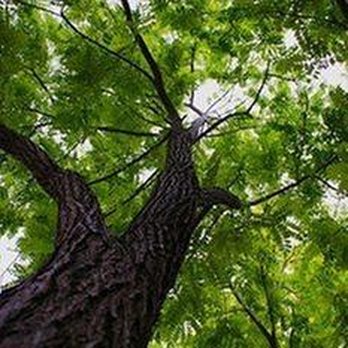 Lexington Tree Service - untitled - Tree Services Near Me - Lexington, Kentucky Lexington Tree Service - untitled - Tree Services Near Me - Lexington, Kentucky