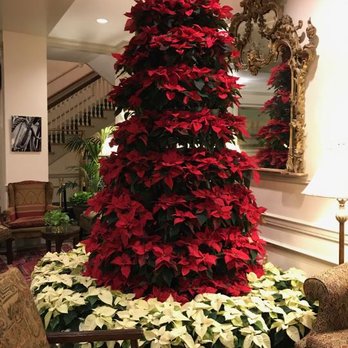 Hawthorne Hotel - Beautiful poinsettia tree in the lobby - Hotels Near Me - Salem, Massachusetts