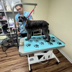 Dirty Dog Gone