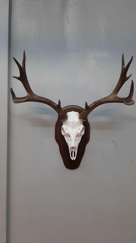 West Coast Taxidermy Studio - taxidermy in San Bruno, CA