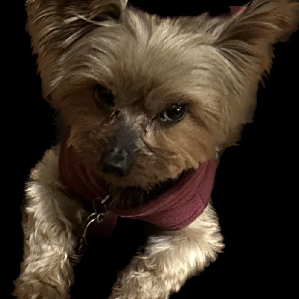 Underdog Pet Stylist - Nike - Pet Groomers Near Me - Oxnard, California Underdog Pet Stylist - Nike - Pet Groomers Near Me - Oxnard, California