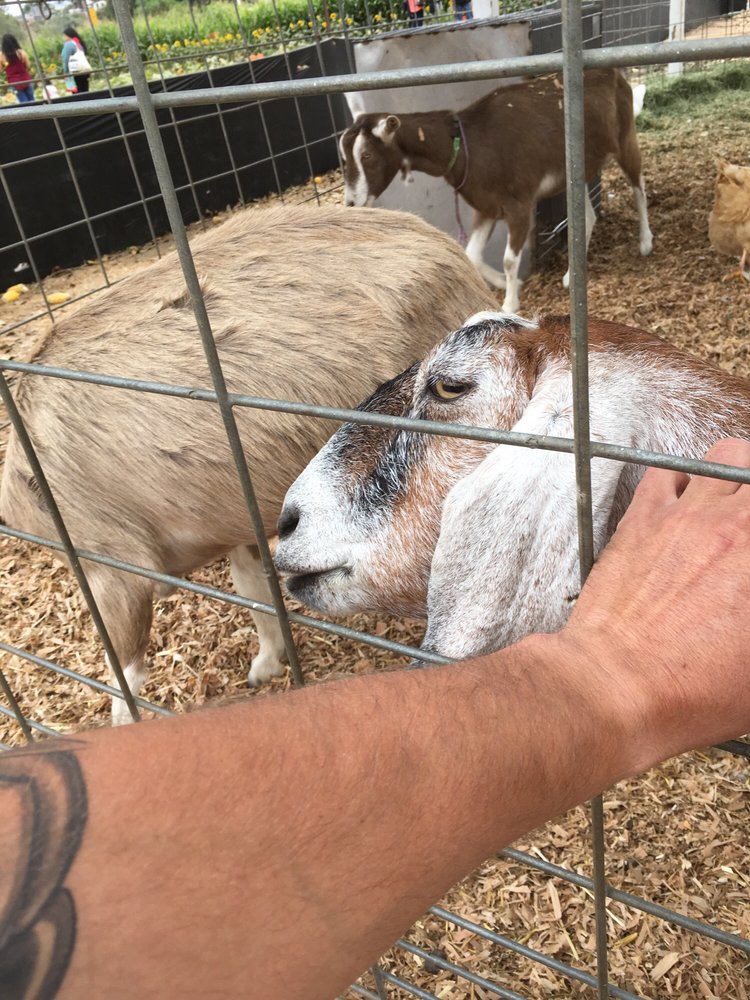 PUMPKIN PATCH Updated August 2024 3030 Plaza Bonita Rd, National