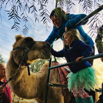 Oasis Camel Dairy - Petting Camelot after a ride, such sweet, gentle, curious creatures - Attraction Farms Near Me - Ramona, California Oasis Camel Dairy - Petting Camelot after a ride, such sweet, gentle, curious creatures - Attraction Farms Near Me - Ramona, California