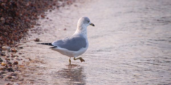 Crab Meadow Beach by null