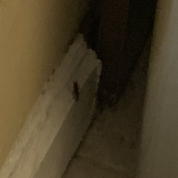 Roaches Roaches