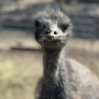 Wildlife Cafe - an ostrich looking at the camera - Cafes Near Me - Mountain Ranch, California Wildlife Cafe - an ostrich looking at the camera - Cafes Near Me - Mountain Ranch, California