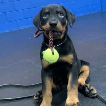 K9 Korner - Pet Training Near Me - Wilkes-Barre, Pennsylvania K9 Korner - Pet Training Near Me - Wilkes-Barre, Pennsylvania