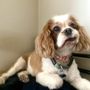 Photo of Snippers Hairclub for Dogs