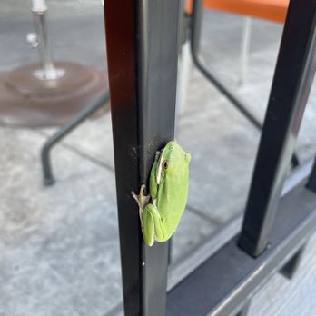 Snooze An A M Eatery - Found a frog outside during our excruciating wait for a table. - Breakfast & Brunch Near Me - Atlanta, Georgia Snooze An A M Eatery - Found a frog outside during our excruciating wait for a table. - Breakfast & Brunch Near Me - Atlanta, Georgia