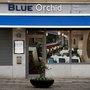 Photo of Blue Orchid