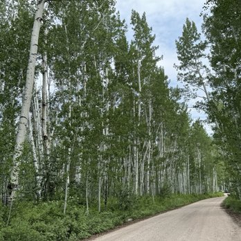 Uinta Adventures - Aspen trees and trail - ATV Rentals/Tours Near Me - Kamas, Utah