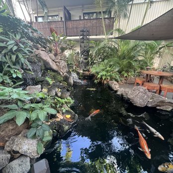 Heyday - Koi pond - Bars Near Me - Honolulu, Hawaii