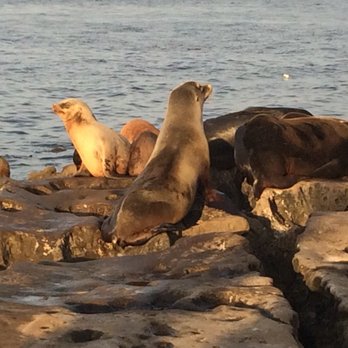 La Jolla Cove - More seals! - Parks Near Me - La Jolla, California