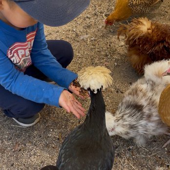 Billie's Chirp and Wag Sanctuary - Animal Assisted Therapy Near Me