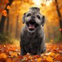 The Soggy Dog