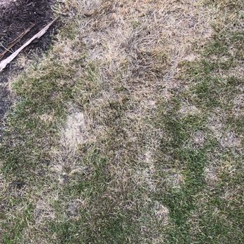TruGreen Lawn Care - Dead gradd - Tree Services Near Me - Indianapolis, Indiana TruGreen Lawn Care - Dead gradd - Tree Services Near Me - Indianapolis, Indiana