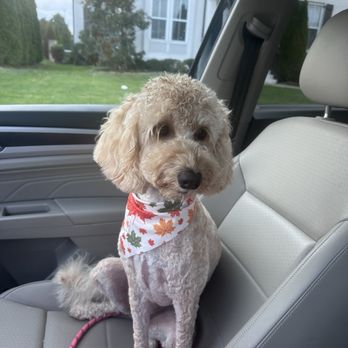 Dee-O-Gee - Pet Groomers Near Me - Franklin, Tennessee Dee-O-Gee - Pet Groomers Near Me - Franklin, Tennessee